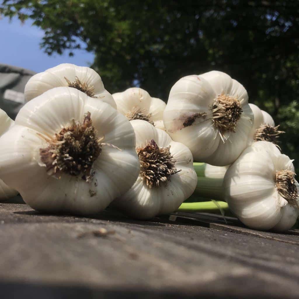 UNADJUSTEDNONRAW_thumb_2e21