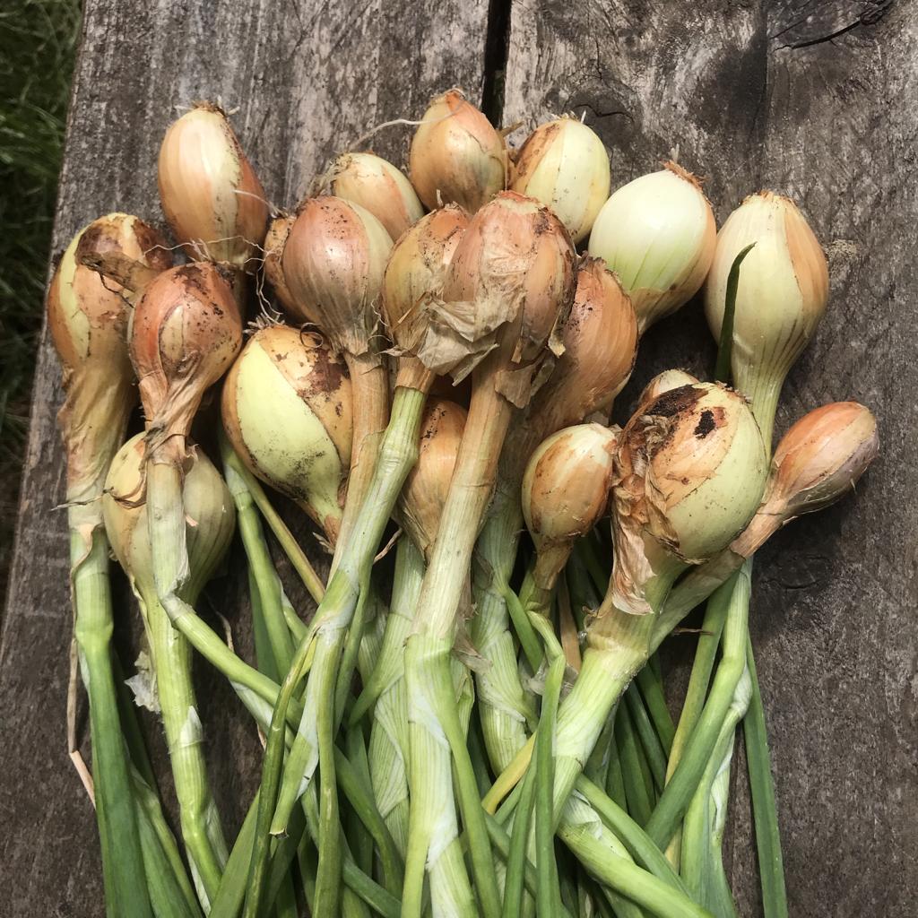 UNADJUSTEDNONRAW_thumb_2e22