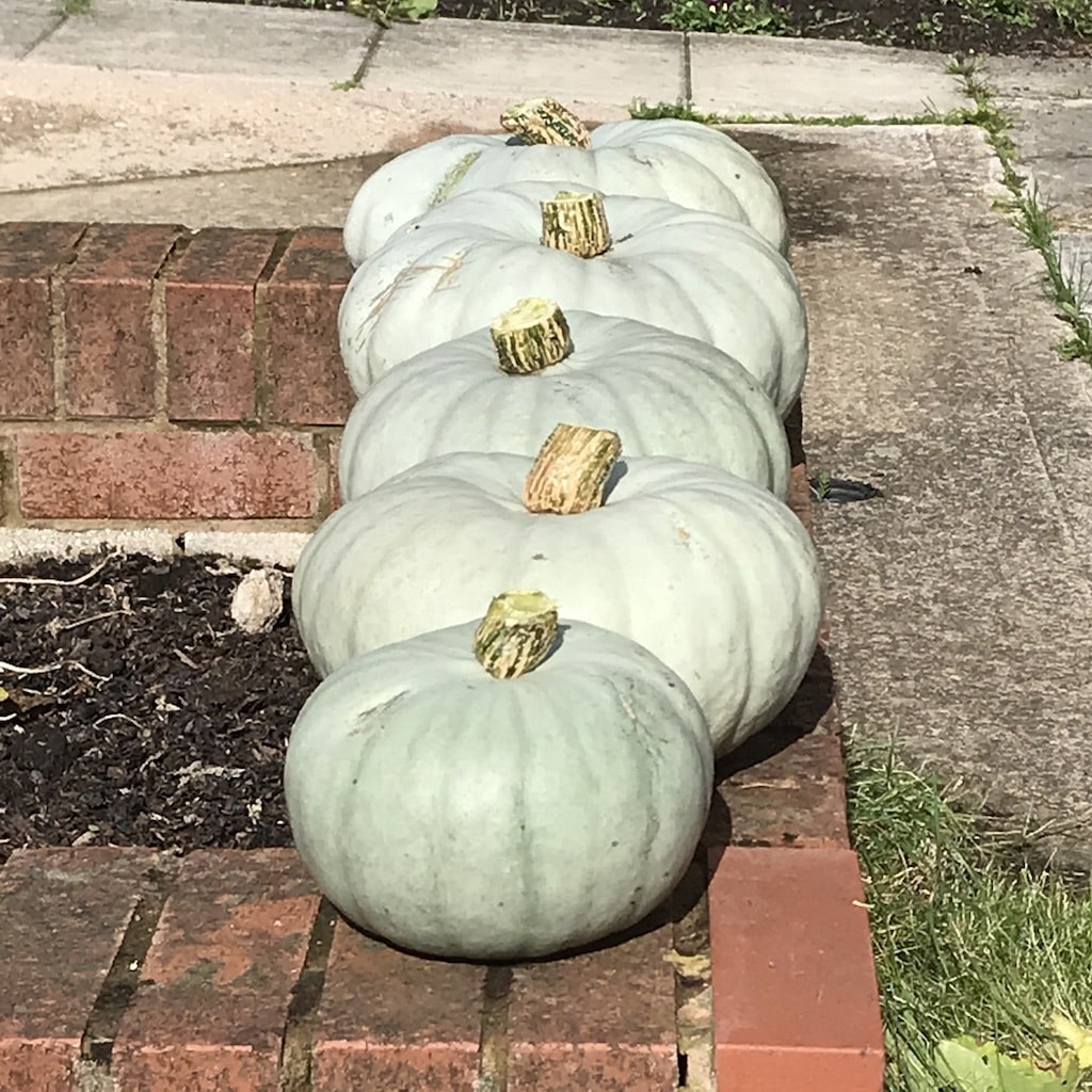 UNADJUSTEDNONRAW_thumb_31bc