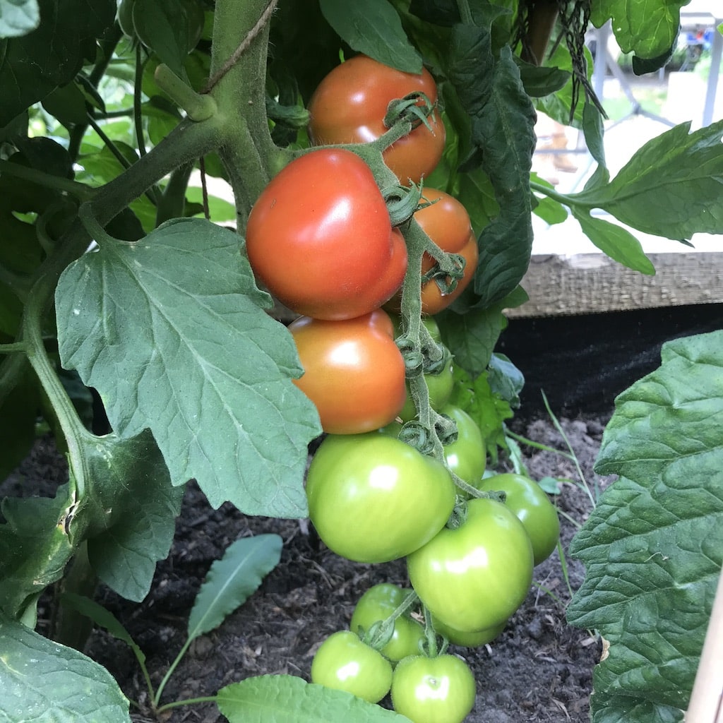 UNADJUSTEDNONRAW_thumb_31e4