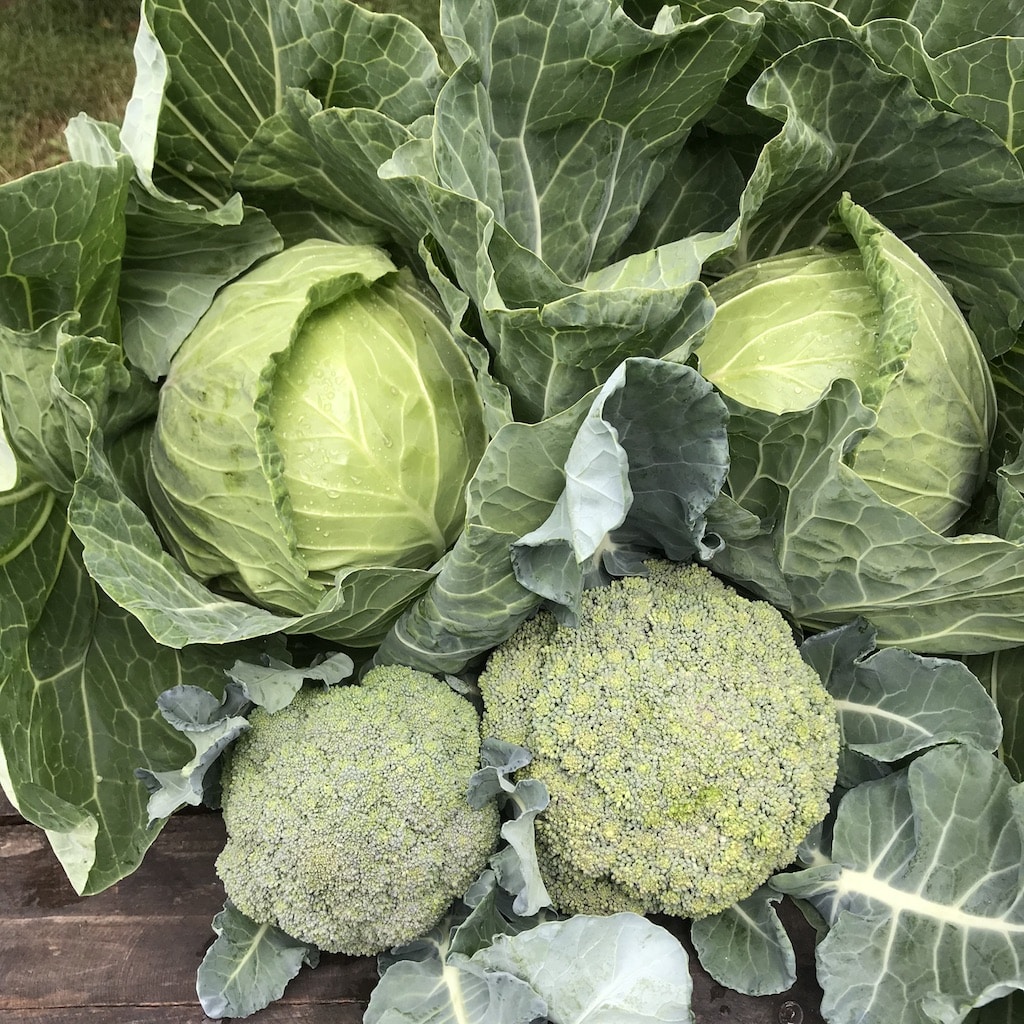 UNADJUSTEDNONRAW_thumb_3226